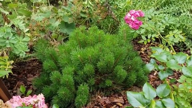 Мой летний сад часть (5)