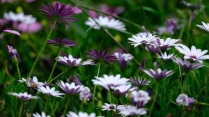 О книге посланий