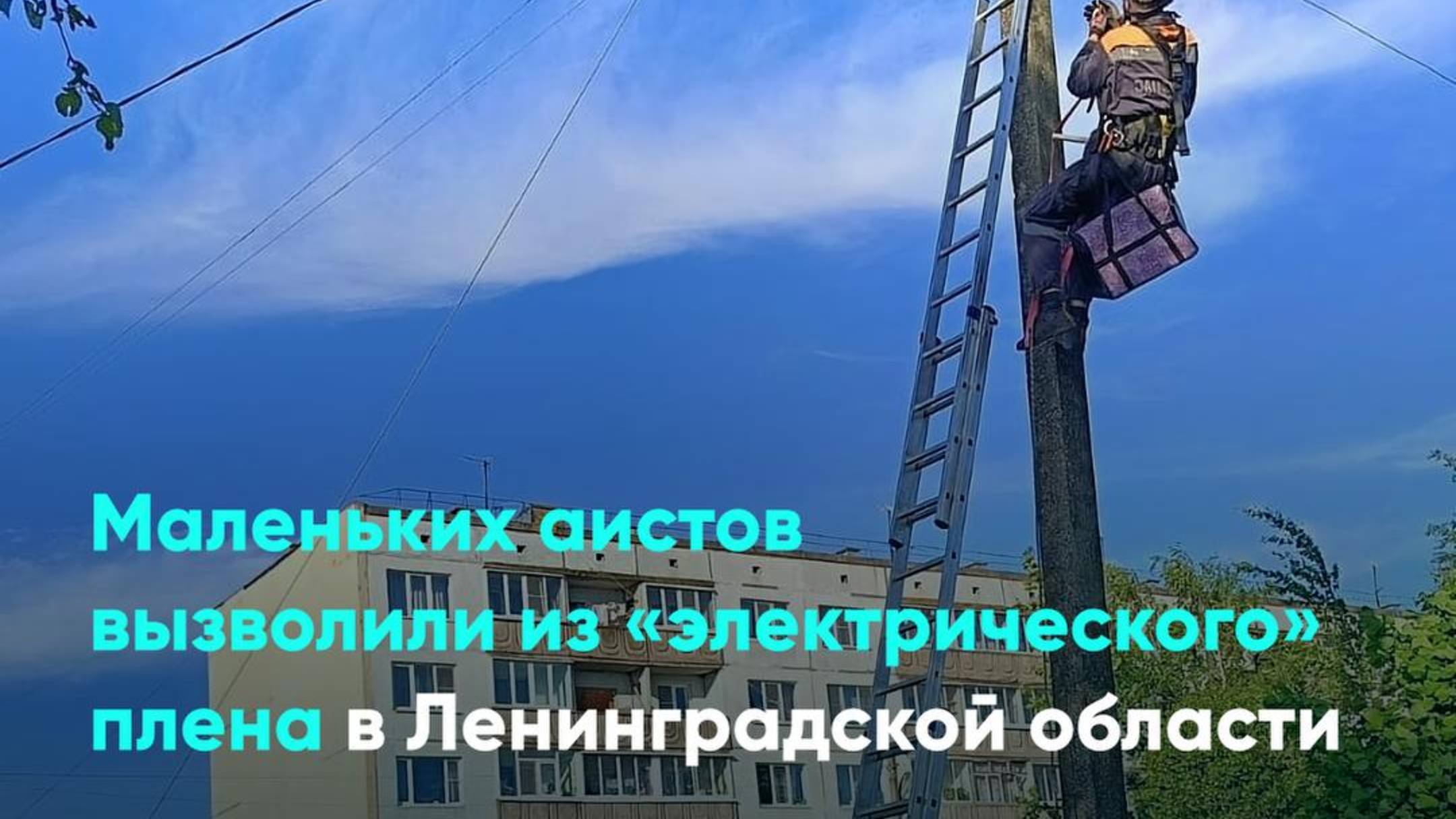 Маленьких аистов вызволили из «электрического» плена в Ленинградской области