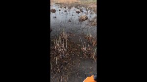 Рыбалка на Рогатку #охотасрогаткой #2025 #top #headshot #змееголов#рекомендации