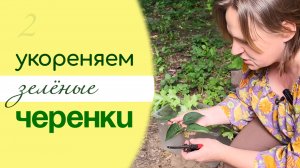 РАЗМНОЖЕНИЕ древесных растений ЧЕРЕНКАМИ, зелёное черенкование