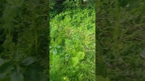 Гуси с дракончиками обживают летний домик