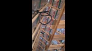 1000027267.mp4 (Собака смотрит на монтаж э/проводки в доме А-фрейм)