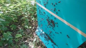 создаю пасеку