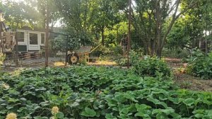 Обрезка деревьев и сбор урожая. Мои помощники электрические секатор и пила.