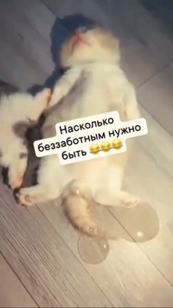 ХИХИ 296