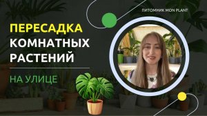 Пересаживаем растения на улице: выездной уход за растениями у подписчицы