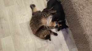 Альфа и Тима играют
