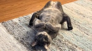 СМЕШНЫЕ КОТЫ 2025 ЛУЧШИЕ ПРИКОЛЫ С КОТАМИ, КОШКИ, КОТИКИ, СОБАЧКИ, СМЕШНОЕ ВИДЕО