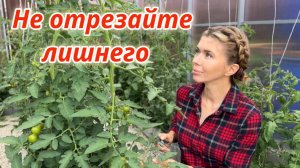 Как правильно удалять нижние листья у томатов, чтобы не снизить урожайность