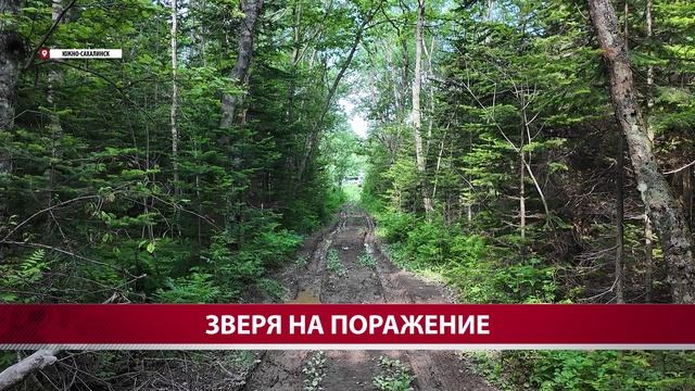 В пригороде Южно-Сахалинска отстрелен хищник, который предположительно убил двух человек