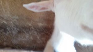 Соседи вызвали скорую😔😔