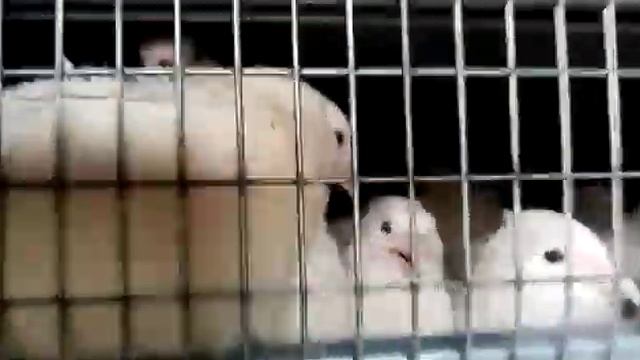 Перепелки смотреть онлайн