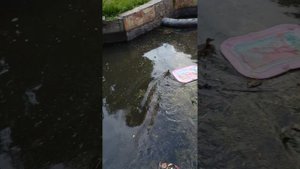 ребята, всем привет вот такая у нас красота плавает. в парк. утки.