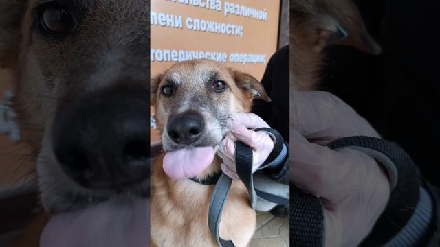 Пёс Толик (Тулак) ищет дом