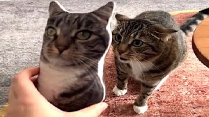 Приколы с котами! Смешные коты - Самые смешные животные С ОЗВУЧКОЙ! Ржака!!