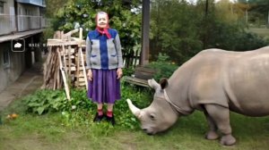 Бабушка выгуливает своего домашнего носорога.