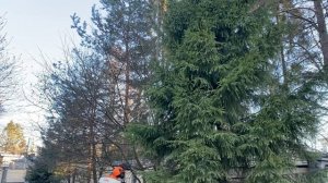 Защита от короеда, сезонная обработка деревьев