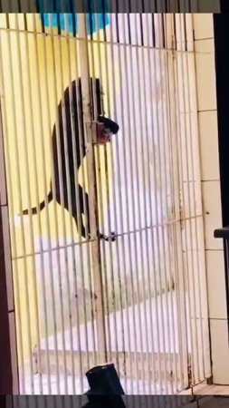 🔴Судя по цветам на стене - Пёсик тикает с Окраїны😂🔴