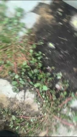 У меня растет портулак кто любит салат из портулака