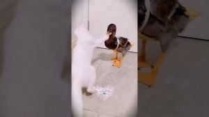 VID-20250624-WA0293