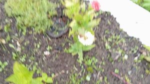 Зацвели пионы