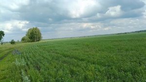 Наш неплохой "плохой" лён