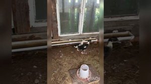 Утята