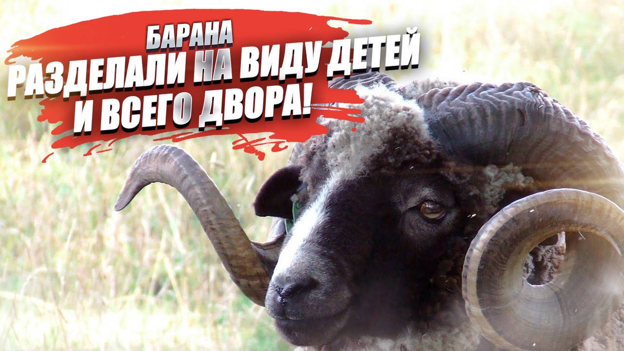Разделавших барана посреди двора иностранцев уже нашла полиция!