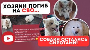 Хозяин погиб на СВО, собаки осиротели...