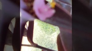 Традесканция ПАЛЛИДА 🌸