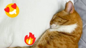 😹Смешные видео с пушистыми кошками🔥