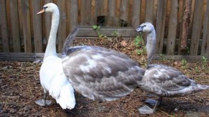 2019-05-19 Центр реалибитации диких животных. Холзан