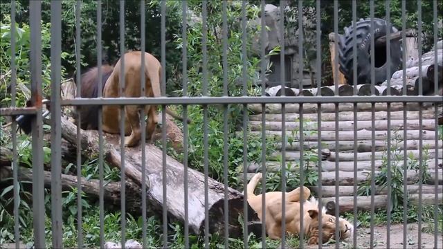 Красавец лев и сама нежность львица 25.06.2025