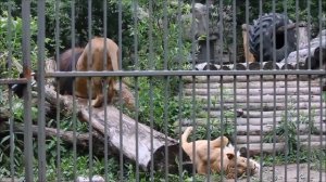 Красавец лев и сама нежность львица 25.06.2025