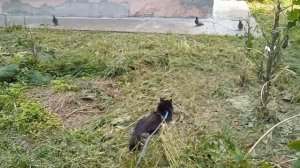 Мишка на охоте.