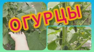 Как обрезать огурцы. 🥒 Жируют помидоры! 🍅