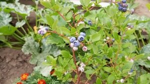 Голубика - вкусная ягодка.
