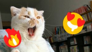 😹Смешные видео с пушистыми кошками🔥