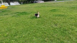 Бегаем по полюшку с маманей, это же так весело, догоняй ррафф