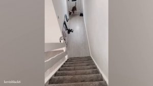 САМЫЙ СМЕШНОЙ бультерьер Доказывает, Что Все ошибаются в отношении Его породы