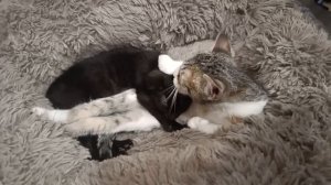 ДОБРОЙ НОЧИ!😴😴😴