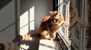 Видео, сгенерированное в Sora по изображению