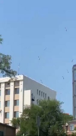 Чайки объявили войну Владивостоку! Кто победит в битве за Набережную Цесаревича?