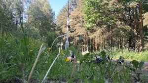 15 июня 2025 года Парк Александрино,кормлю ворон и голубей.