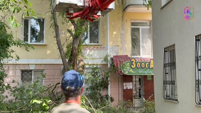 На Пирогова сегодня пилили деревья