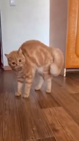 Эка тебя корёжит!