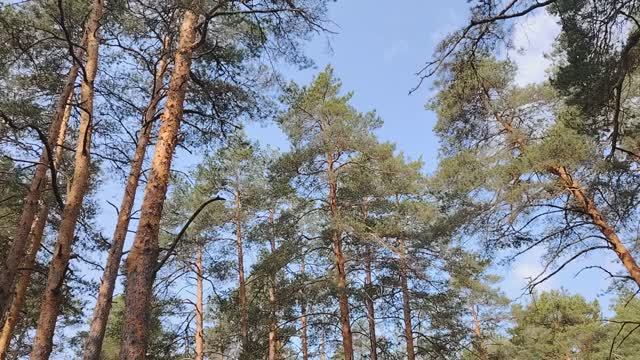 Трудоголики в работе по найму в организации