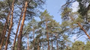 Трудоголики в работе по найму в организации