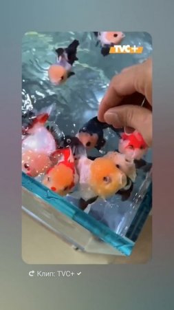 Время пиццы